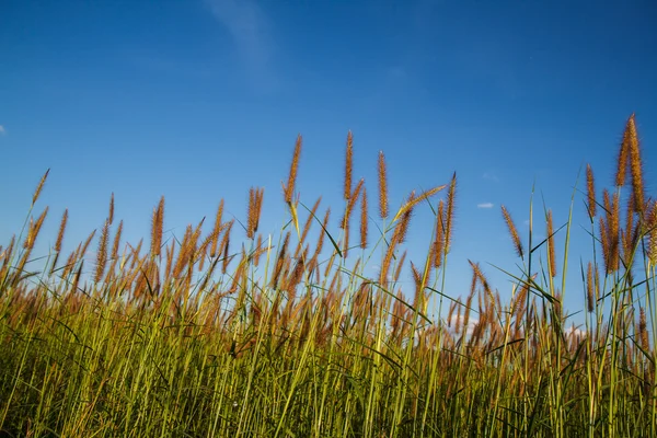 Fleurs d'herbe avec fond ciel . — Photo