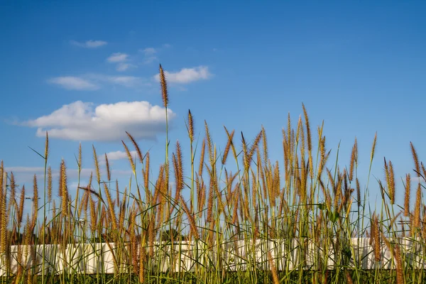 Flores de grama com fundo céu . — Fotografia de Stock