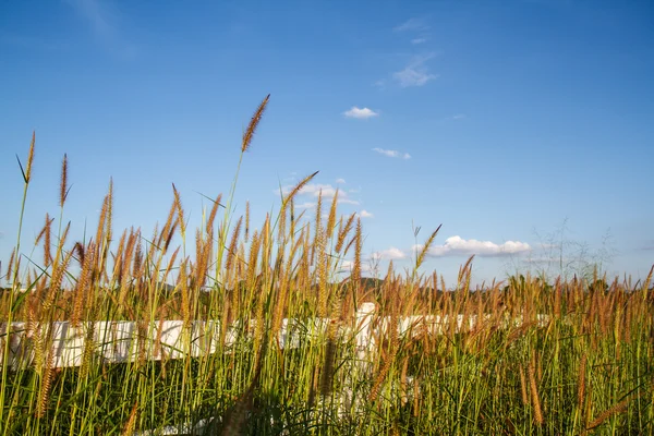 Grass flowers with sky background. — Stock Photo, Image