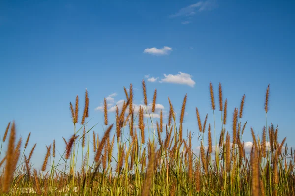 Gras bloeit met hemelachtergrond. — Stockfoto