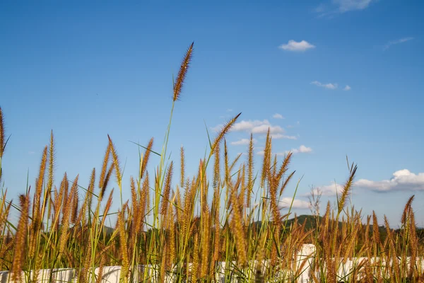 Gras bloeit met hemelachtergrond. — Stockfoto