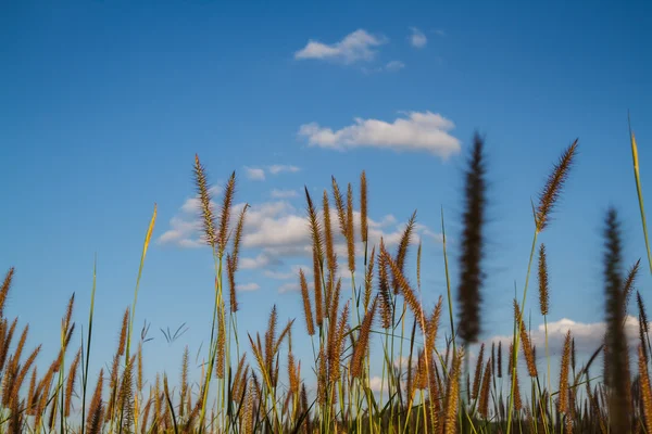 Gras bloeit met hemelachtergrond. — Stockfoto