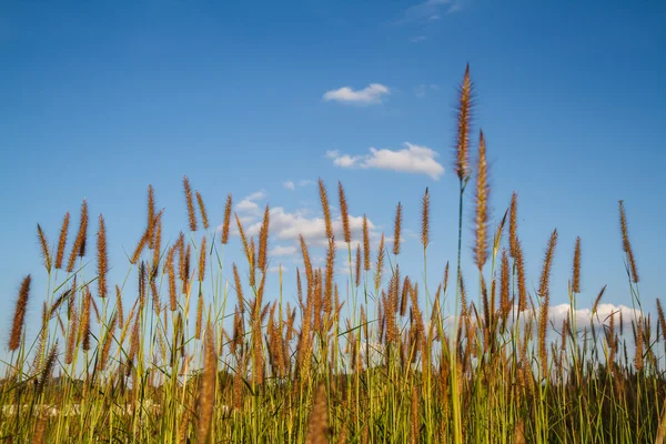 Grass flowers with sky background. — Stock Photo, Image