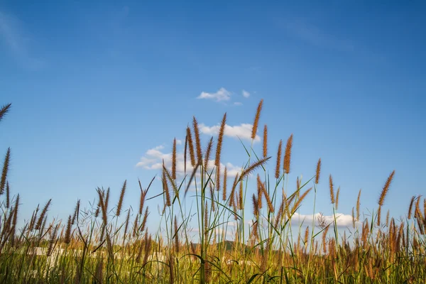 Fiori d'erba con sfondo cielo . — Foto Stock
