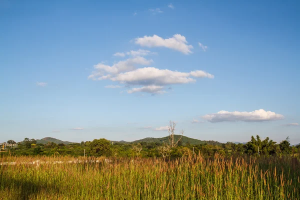 Gras bloeit met hemelachtergrond. — Stockfoto