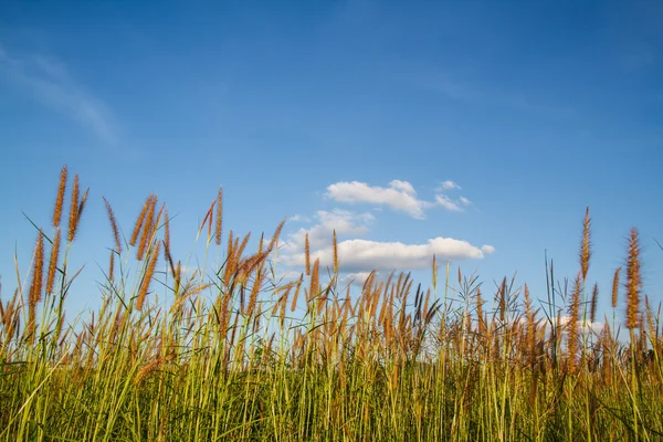Fiori d'erba con sfondo cielo . — Foto Stock