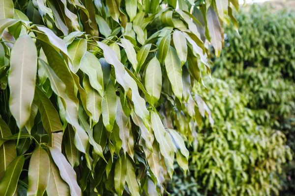 Mango leaf background — Stock Photo, Image