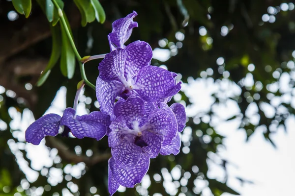 Orchidée fleurs violettes — Photo