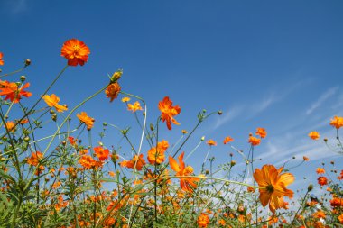 Sarı Kozmos Çiçeği Bahçede