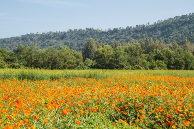 Sarı Kozmos Çiçeği Bahçede