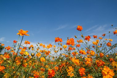 Sarı Kozmos Çiçeği Bahçede