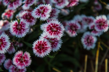 Dianthus chinensis Bahçe