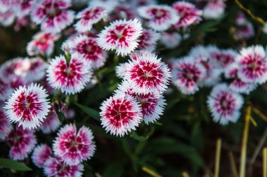 Dianthus chinensis Bahçe