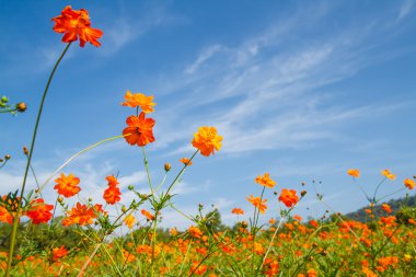 Sarı Kozmos Çiçeği Bahçede