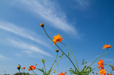 Sarı Kozmos Çiçeği Bahçede