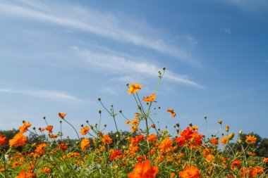 Sarı Kozmos Çiçeği Bahçede