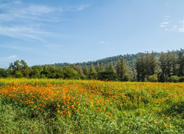 Sarı Kozmos Çiçeği Bahçede