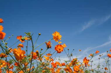 Sarı Kozmos Çiçeği Bahçede