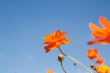 Sarı Kozmos Çiçeği Bahçede