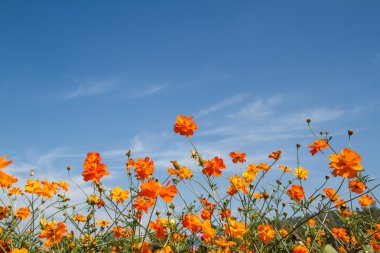 Sarı Kozmos Çiçeği Bahçede