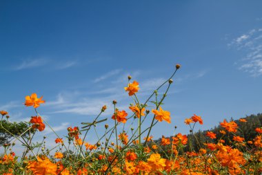 Sarı Kozmos Çiçeği Bahçede