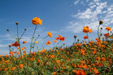 Sarı Kozmos Çiçeği Bahçede