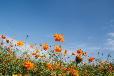 Sarı Kozmos Çiçeği Bahçede