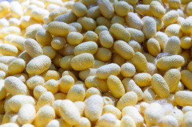 İpek koza desen fabrikası