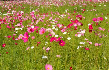 Bahçede Kozmos Çiçeği