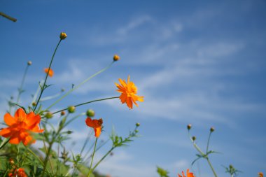 Sarı Kozmos Çiçeği Bahçede