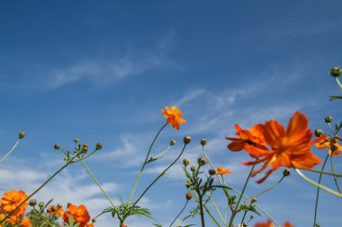Sarı Kozmos Çiçeği Bahçede