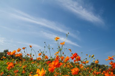 Sarı Kozmos Çiçeği Bahçede