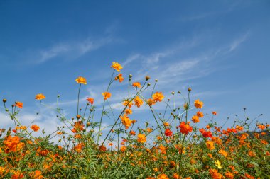 Sarı Kozmos Çiçeği Bahçede