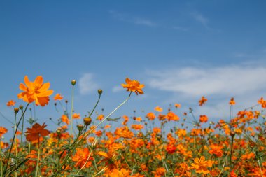 Sarı Kozmos Çiçeği Bahçede