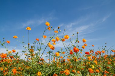 Sarı Kozmos Çiçeği Bahçede