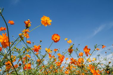 Sarı Kozmos Çiçeği Bahçede