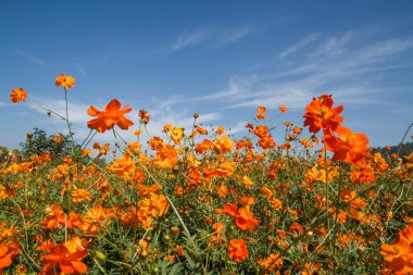 Sarı Kozmos Çiçeği Bahçede