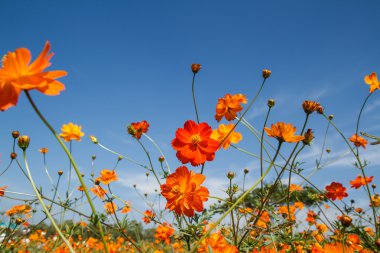 Sarı Kozmos Çiçeği Bahçede