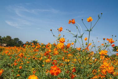 Sarı Kozmos Çiçeği Bahçede