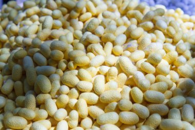 İpek koza desen fabrikası