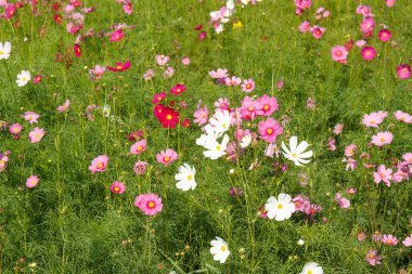 Bahçede Kozmos Çiçeği