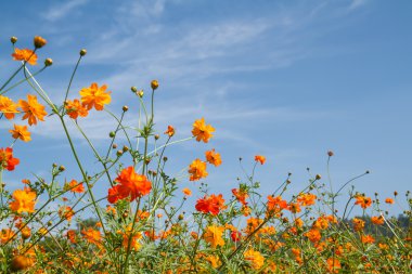 Sarı Kozmos Çiçeği Bahçede