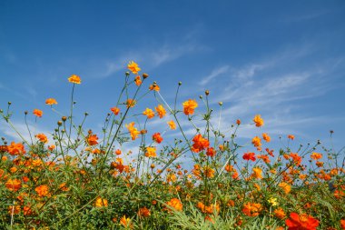 Sarı Kozmos Çiçeği Bahçede