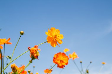 Sarı Kozmos Çiçeği Bahçede