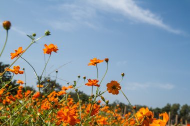 Sarı Kozmos Çiçeği Bahçede