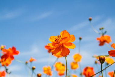 Sarı Kozmos Çiçeği Bahçede