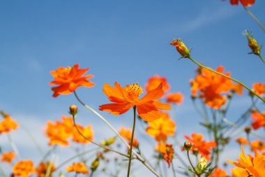 Sarı Kozmos Çiçeği Bahçede