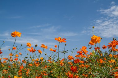 Sarı Kozmos Çiçeği Bahçede