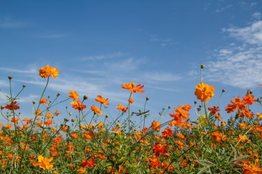 Sarı Kozmos Çiçeği Bahçede