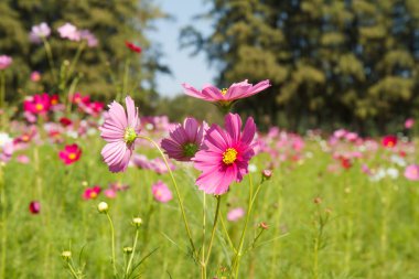 Bahçede Kozmos Çiçeği